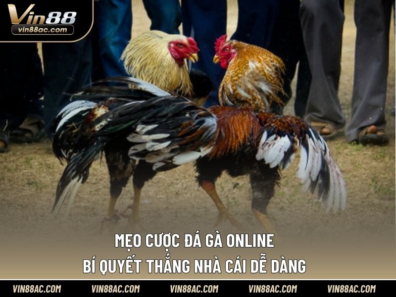 mẹo cược đá gà online